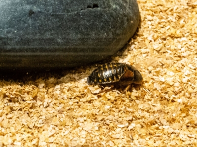 Argentijnse kakkerlak - De Zonnegloed - Dierenpark - Dieren opvangcentrum - Sanctuary